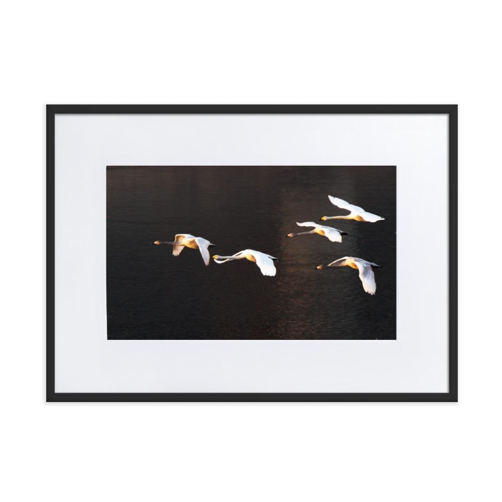 Flying Swans - Poster im Rahmen mit Passepartout artlia Schwarz / 50×70 cm artlia