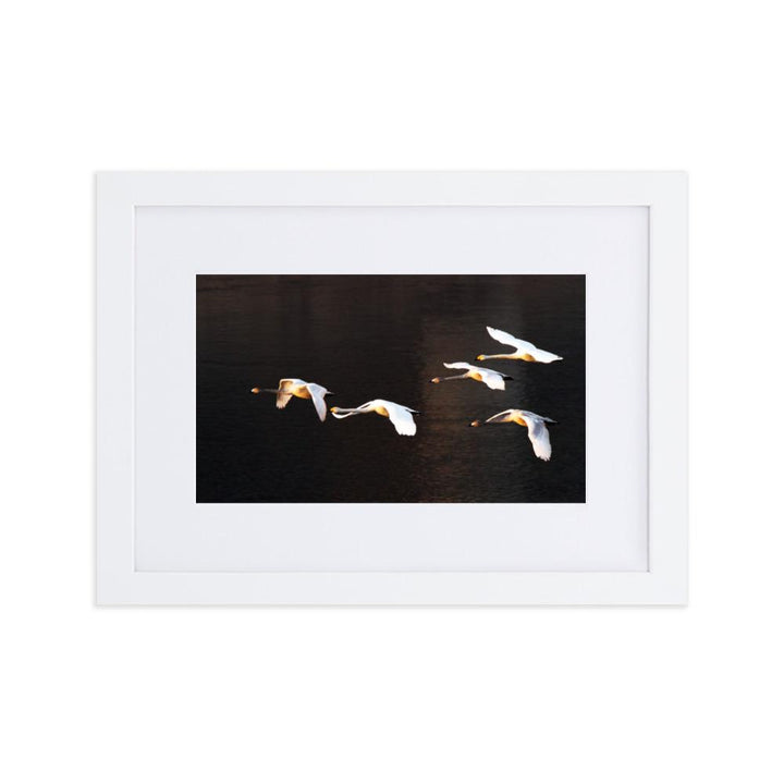 Flying Swans - Poster im Rahmen mit Passepartout artlia Weiß / 21×30 cm artlia