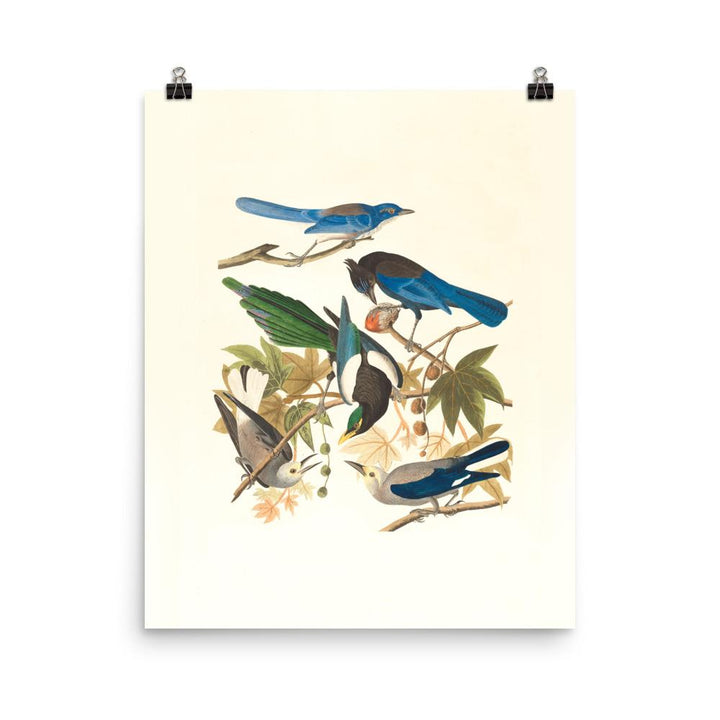 fünf Vögel auf den Ästen - Poster Boston Public Library 20x25 cm artlia