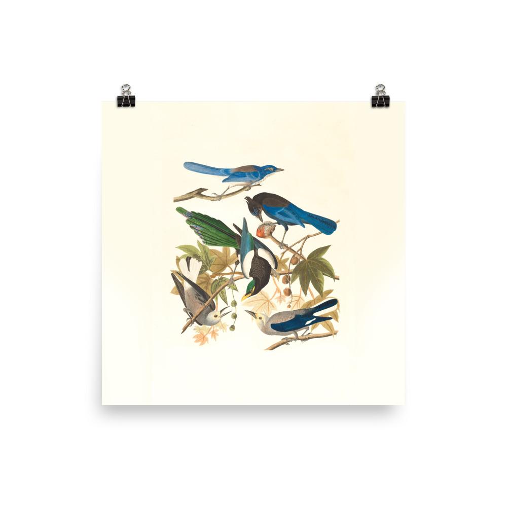 fünf Vögel auf den Ästen - Poster Boston Public Library 25x25 cm artlia