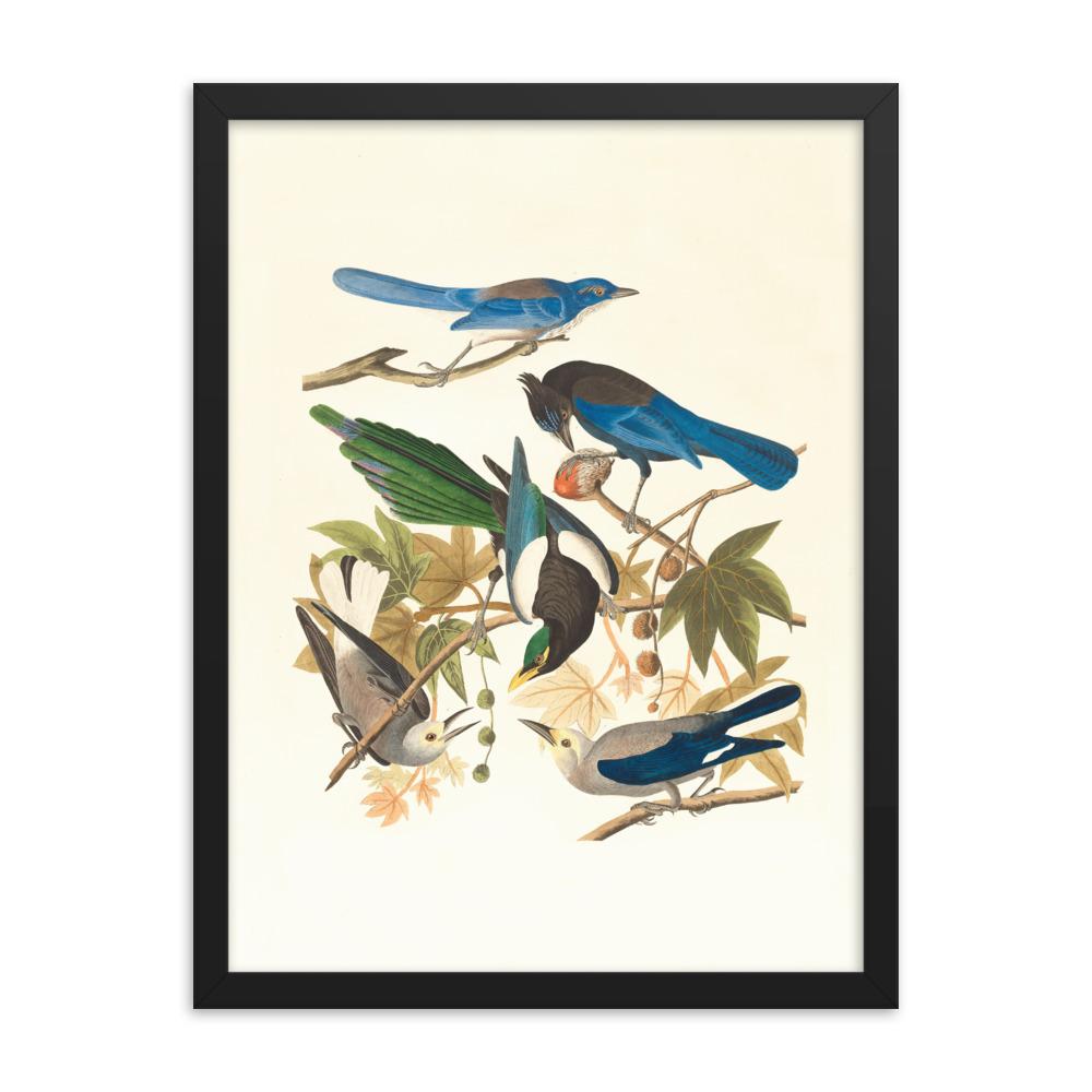 fünf Vögel auf den Ästen - Poster im Rahmen Boston Public Library schwarz / 30x41 cm artlia