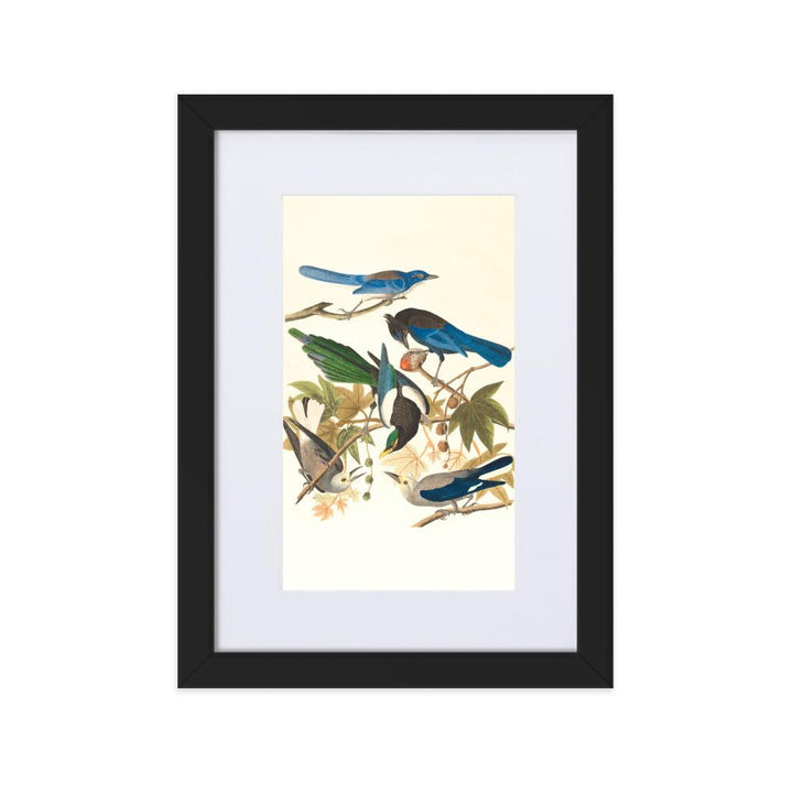 fünf Vögel auf den Ästen - Poster im Rahmen mit Passepartout Boston Public Library schwarz / 21×30 cm artlia