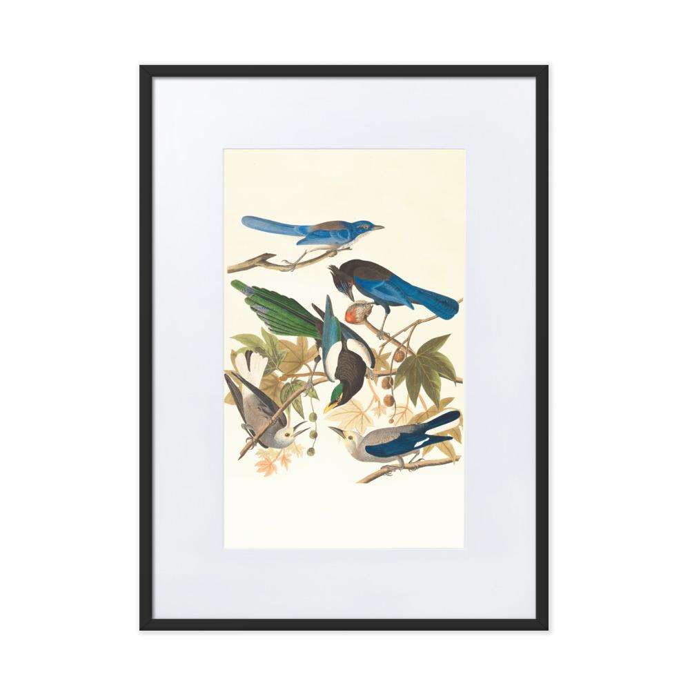 fünf Vögel auf den Ästen - Poster im Rahmen mit Passepartout Boston Public Library schwarz / 50×70 cm artlia