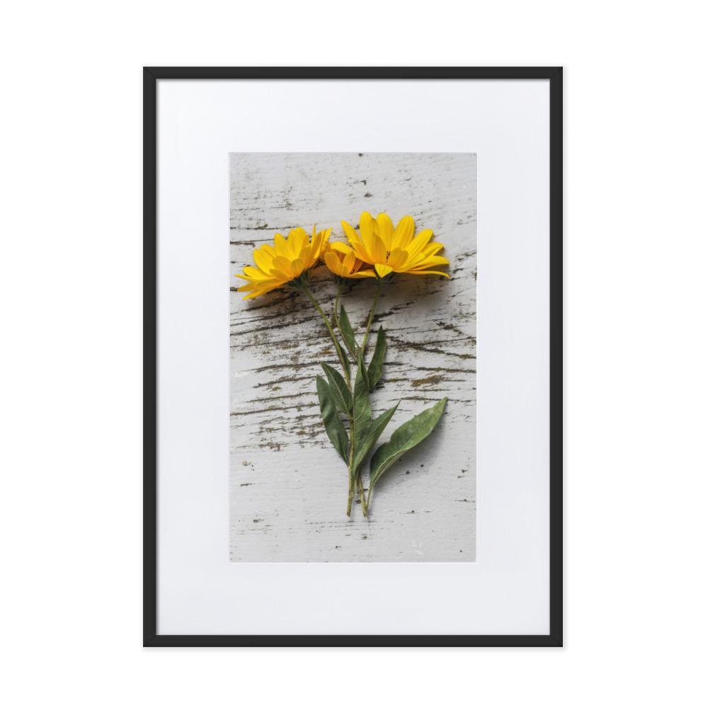 gelbe Blumen Yellow Flowers 6 - Poster im Rahmen mit Passepartout artlia Schwarz / 50×70 cm artlia
