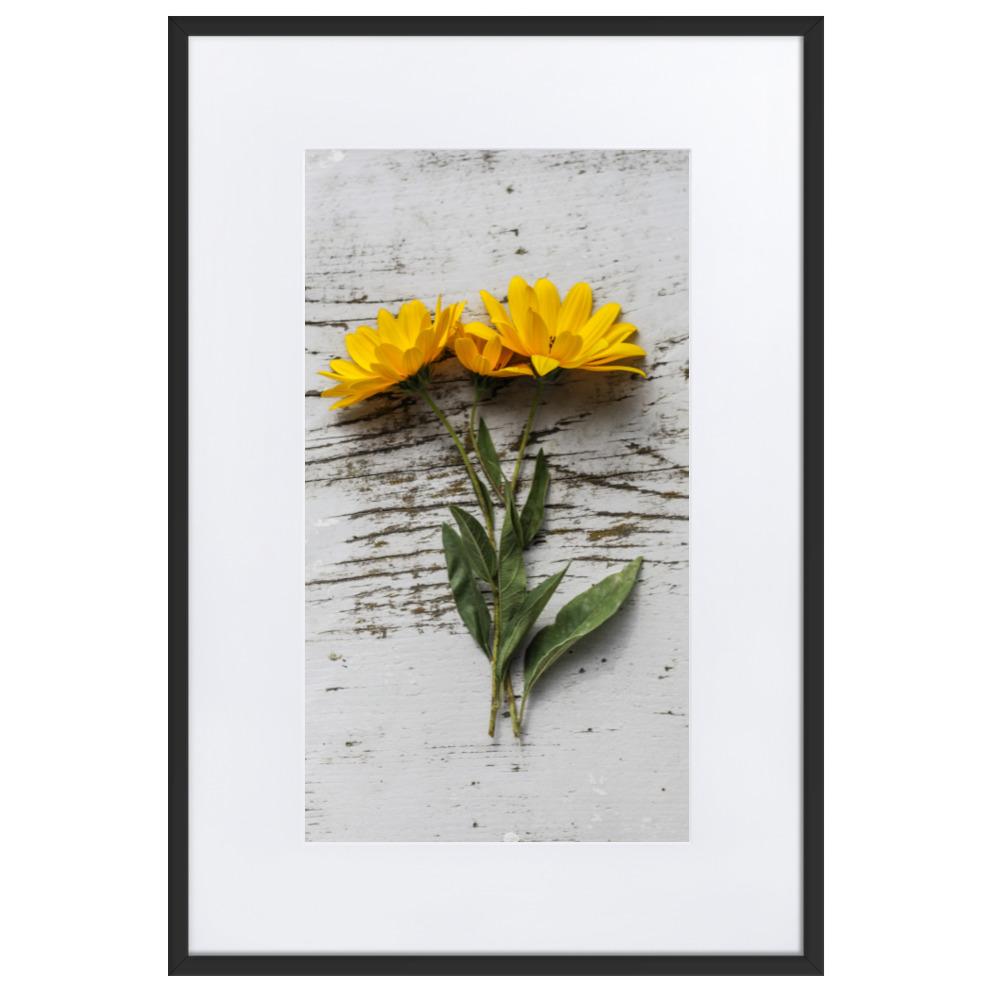 gelbe Blumen Yellow Flowers 6 - Poster im Rahmen mit Passepartout artlia Schwarz / 61×91 cm artlia