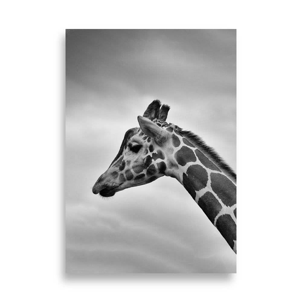 Giraffe - Poster Kuratoren von artlia 70×100 cm artlia