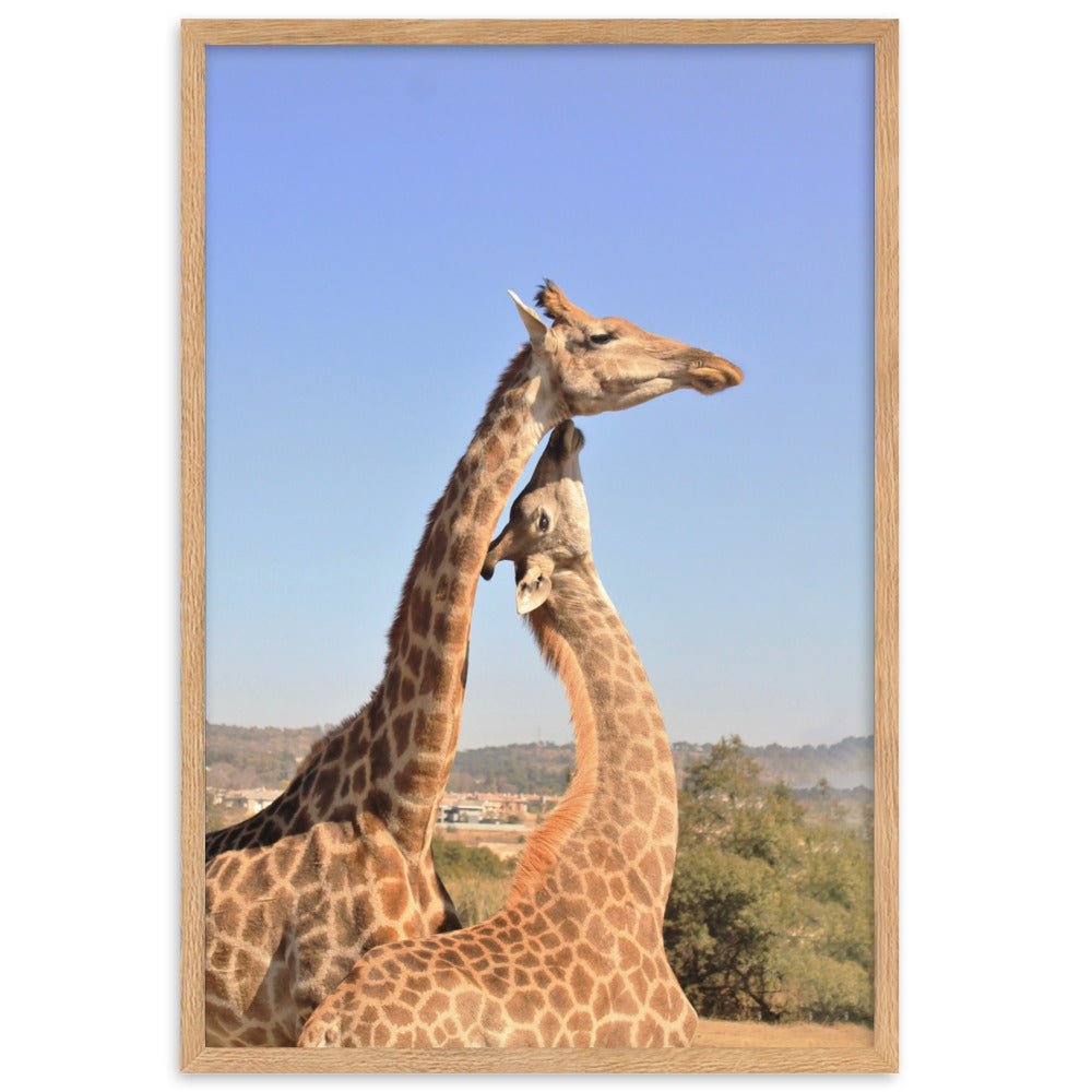 Giraffen - Poster im Rahmen Kuratoren von artlia Oak / 61×91 cm artlia