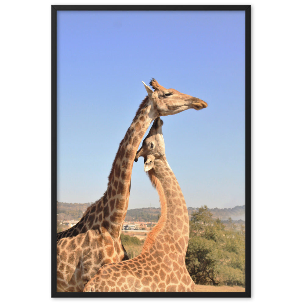Giraffen - Poster im Rahmen Kuratoren von artlia Schwarz / 61×91 cm artlia