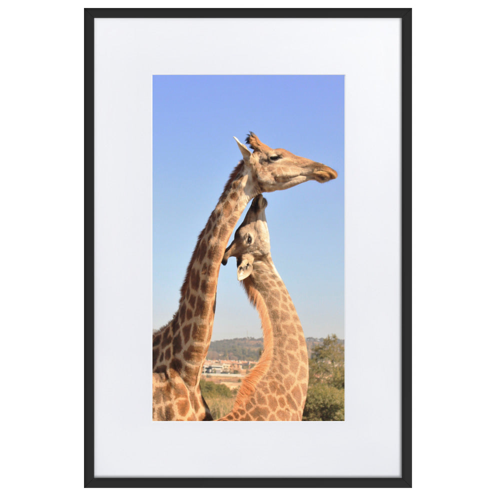 Giraffen - Poster im Rahmen mit Passepartout Kuratoren von artlia Schwarz / 61×91 cm artlia