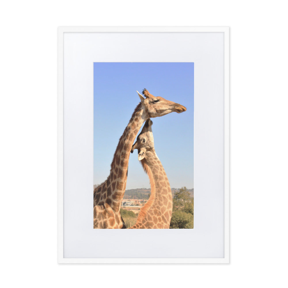 Giraffen - Poster im Rahmen mit Passepartout Kuratoren von artlia Weiß / 50×70 cm artlia