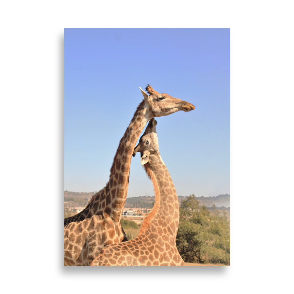 Giraffen - Poster Kuratoren von artlia 70×100 cm artlia