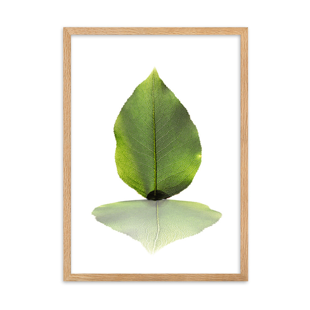 grünes Blatt - Poster im Rahmen Kuratoren von artlia Oak / 50×70 cm artlia