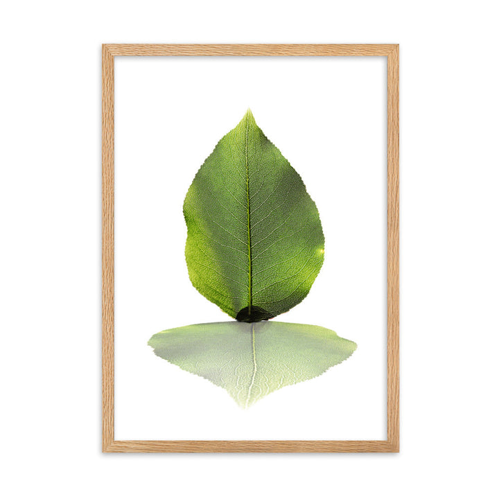grünes Blatt - Poster im Rahmen Kuratoren von artlia Oak / 50×70 cm artlia