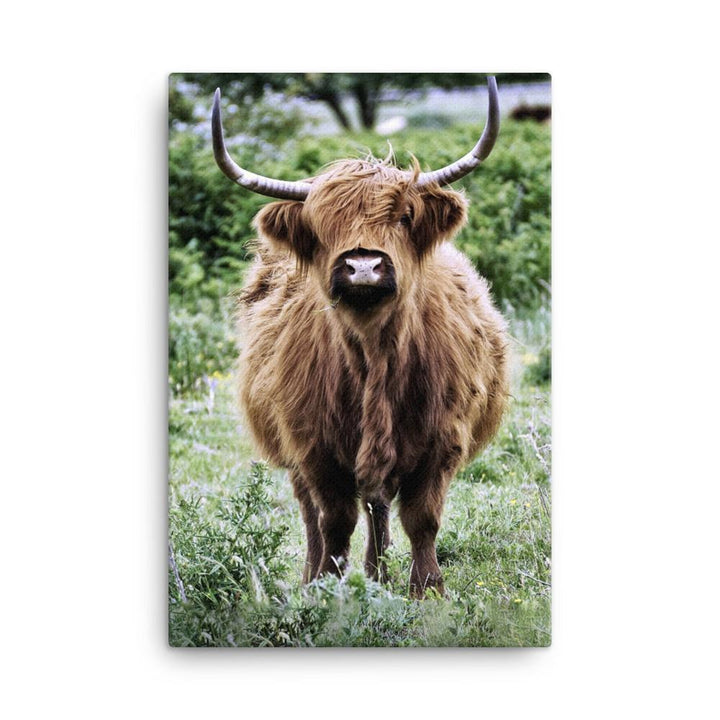 Highland cattle - Leinwand artlia 24×36 artlia