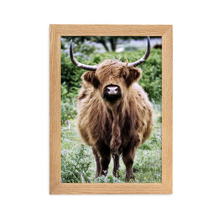 Highland cattle - Poster im Rahmen artlia Oak / 21×30 cm artlia