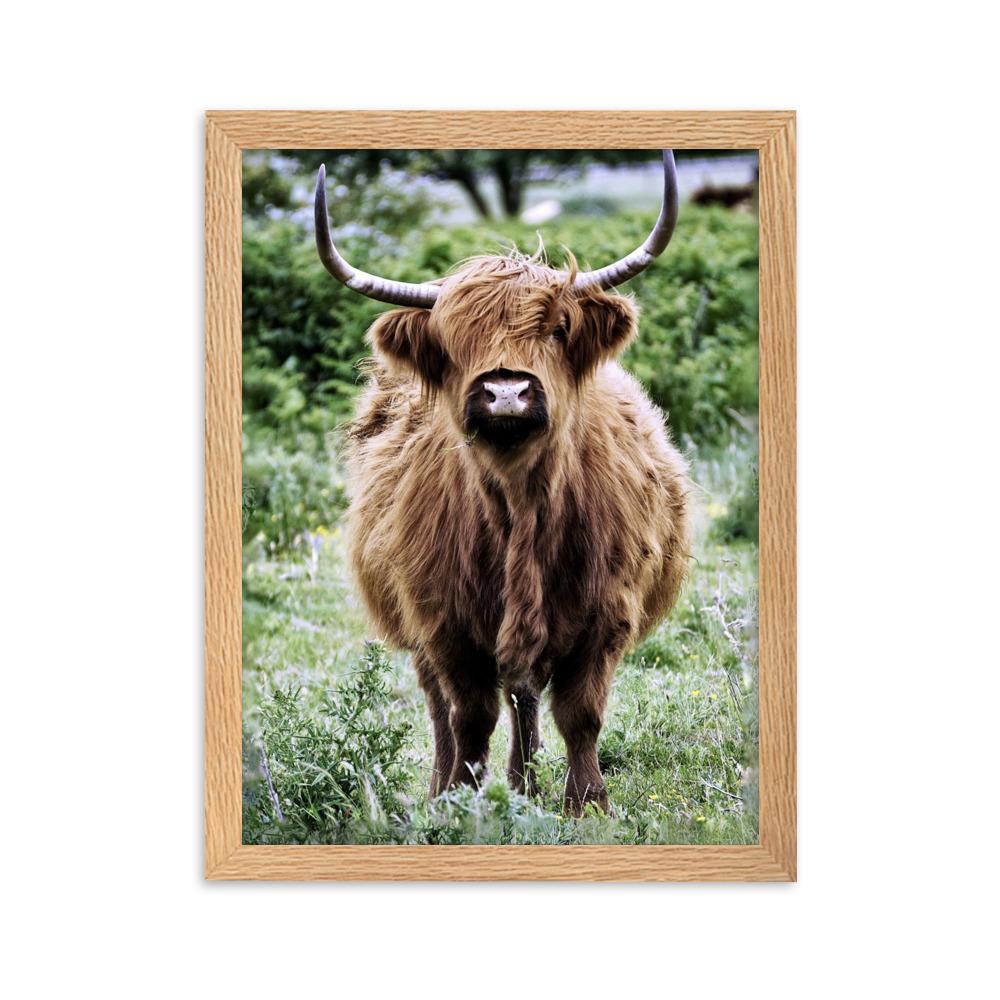 Highland cattle - Poster im Rahmen artlia Oak / 30×40 cm artlia