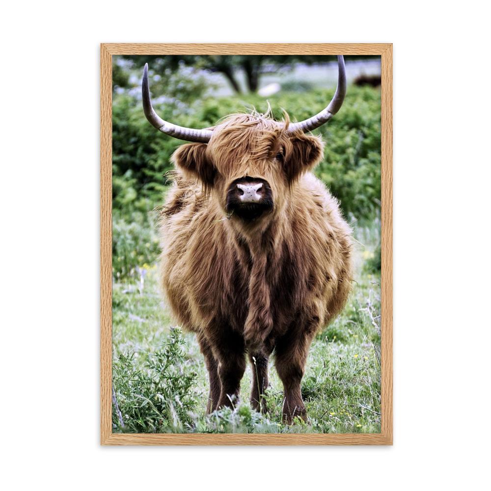 Highland cattle - Poster im Rahmen artlia Oak / 50×70 cm artlia