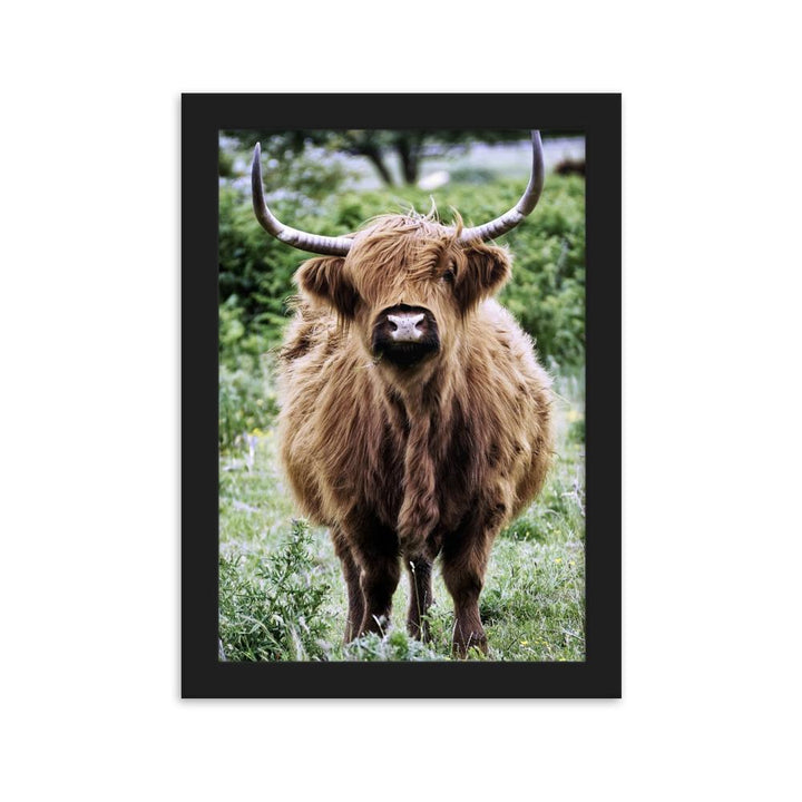 Highland cattle - Poster im Rahmen artlia Schwarz / 21×30 cm artlia