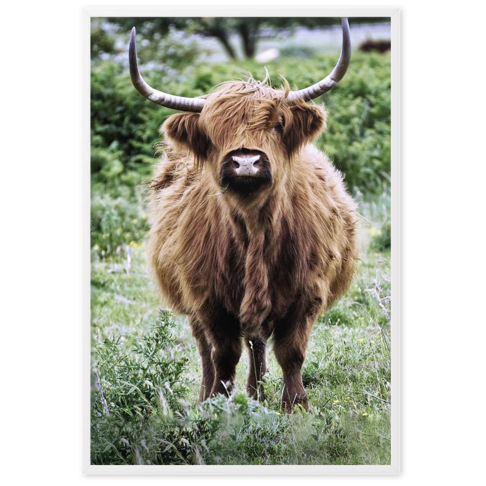 Highland cattle - Poster im Rahmen artlia Weiß / 61×91 cm artlia