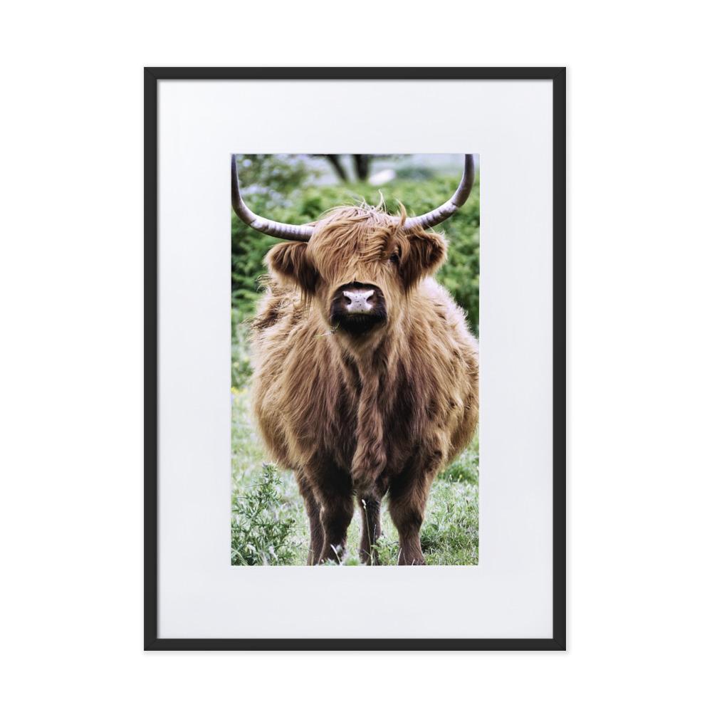 Highland cattle - Poster im Rahmen mit Passepartout artlia Schwarz / 50×70 cm artlia