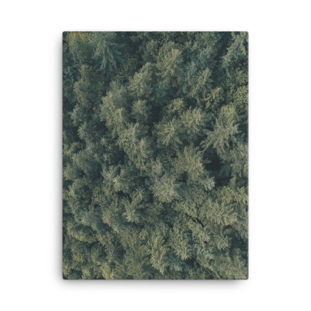Kiefernwald Pine Forest - Leinwand Kuratoren von artlia 30x41 cm artlia