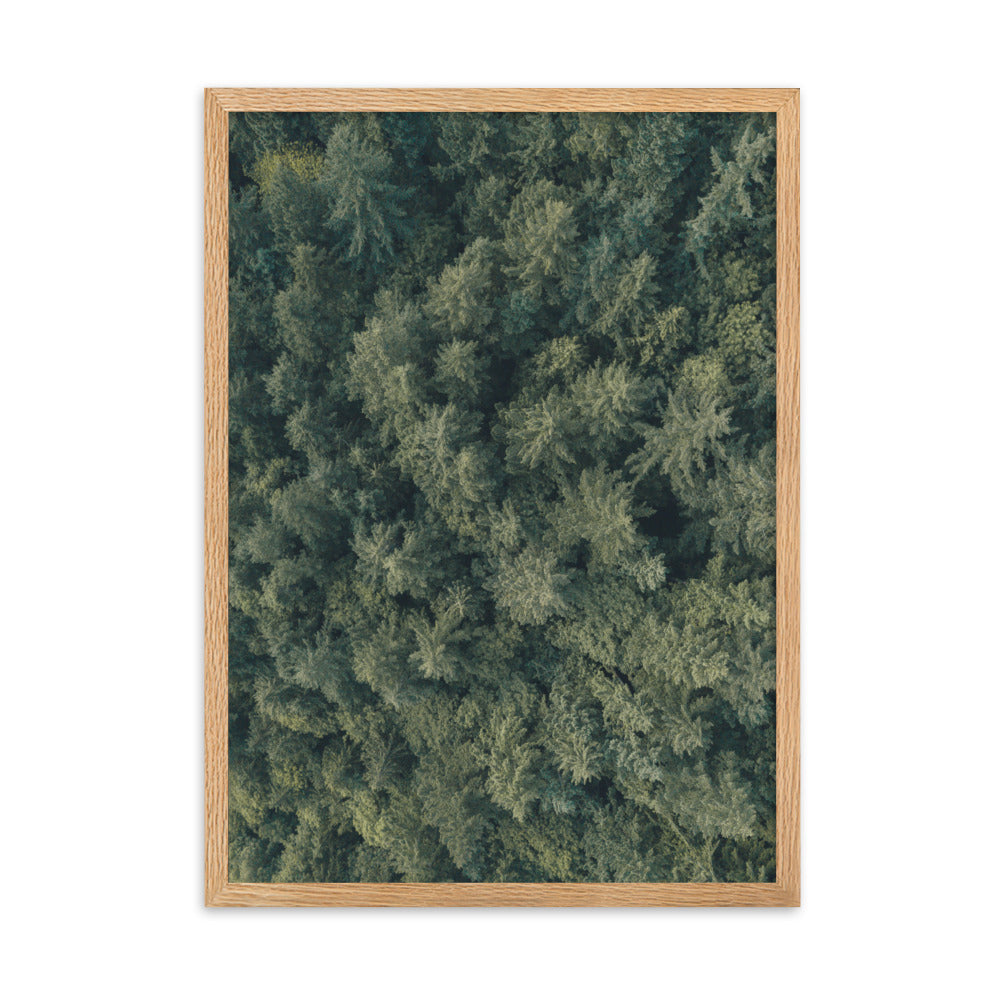 Kiefernwald Pine Forest - Poster im Rahmen Kuratoren von artlia Oak / 50×70 cm artlia