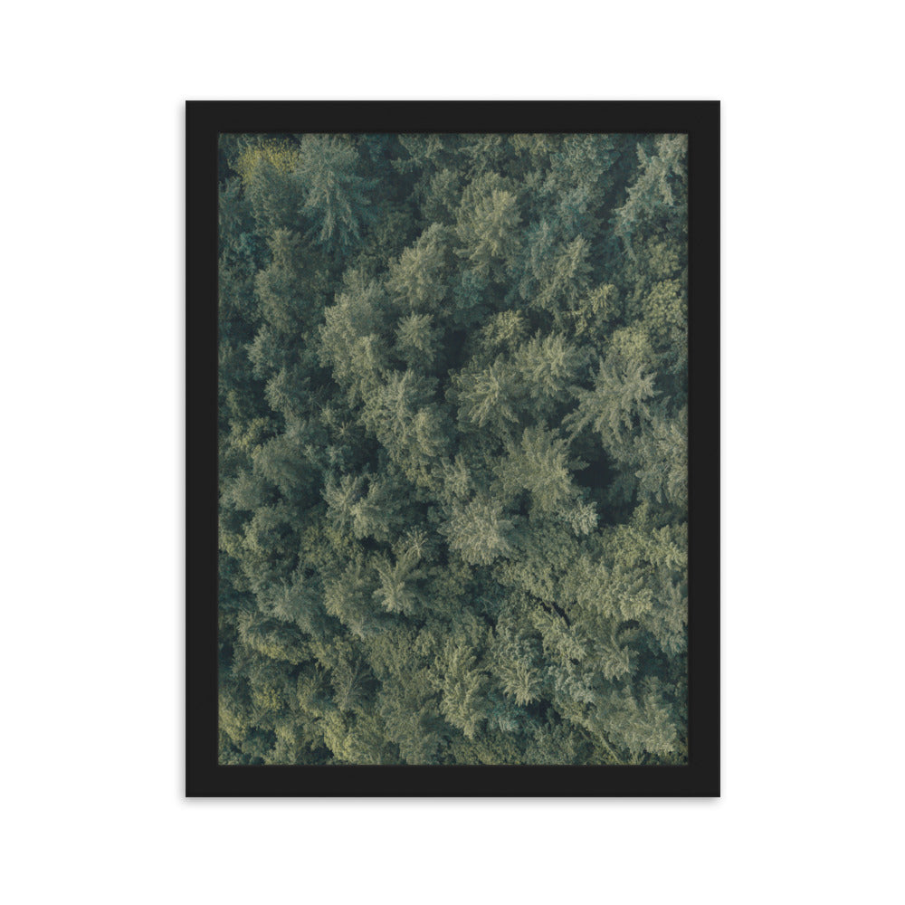 Kiefernwald Pine Forest - Poster im Rahmen Kuratoren von artlia Schwarz / 30×40 cm artlia