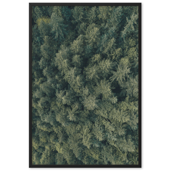 Kiefernwald Pine Forest - Poster im Rahmen Kuratoren von artlia Schwarz / 61×91 cm artlia