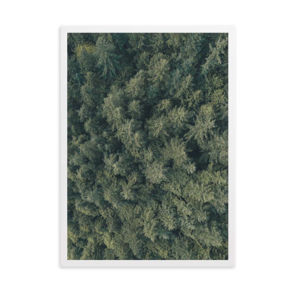 Kiefernwald Pine Forest - Poster im Rahmen Kuratoren von artlia Weiß / 50×70 cm artlia