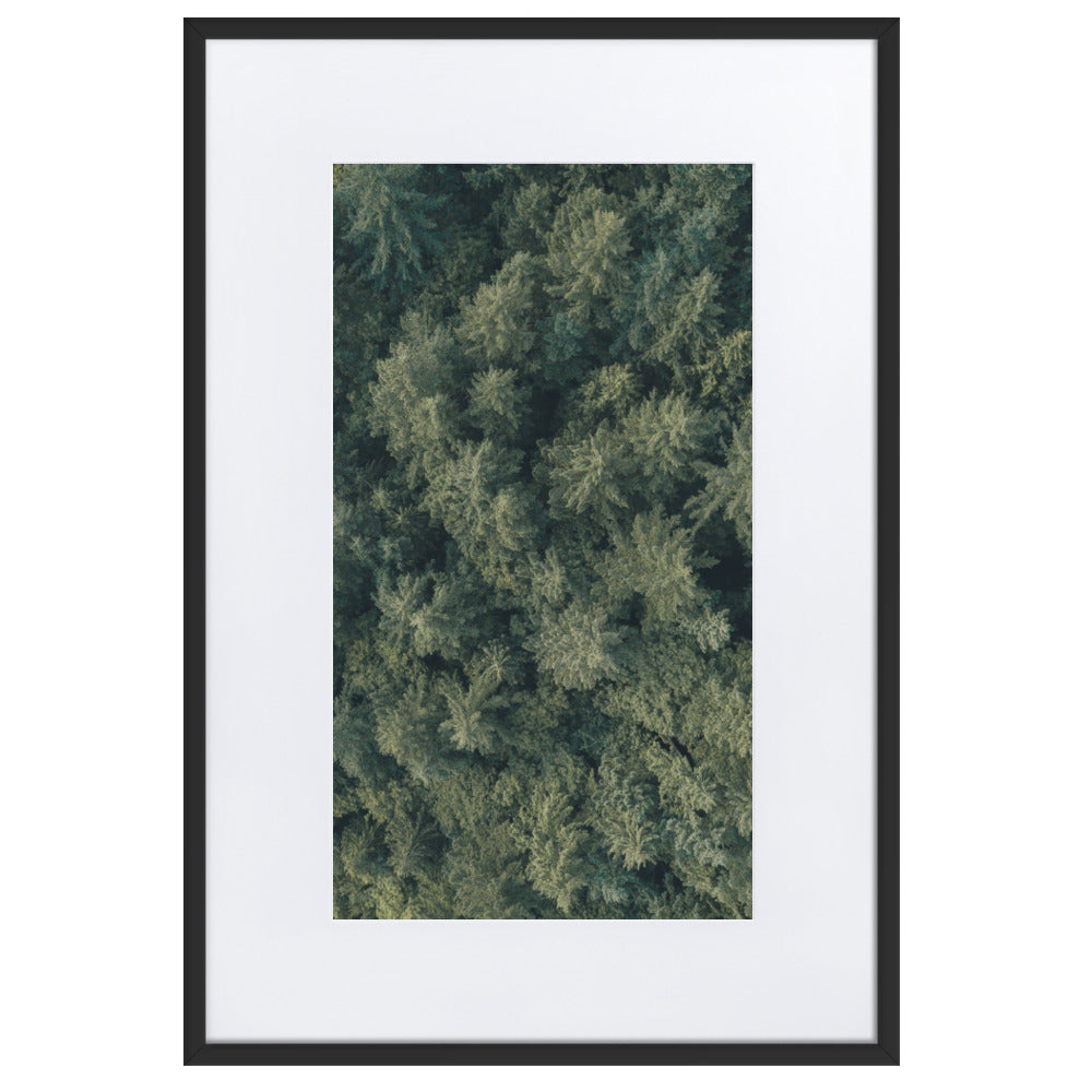 Kiefernwald Pine Forest - Poster im Rahmen mit Passepartout Kuratoren von artlia Schwarz / 61×91 cm artlia