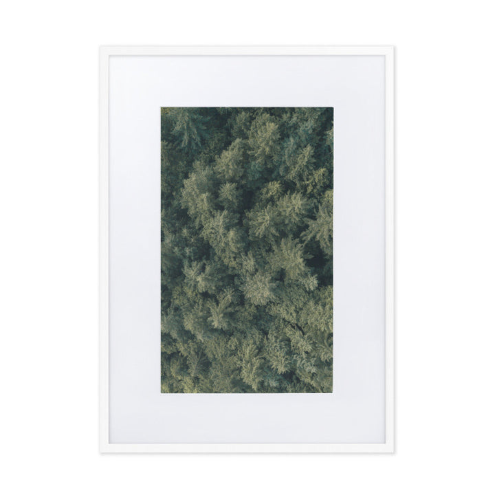 Kiefernwald Pine Forest - Poster im Rahmen mit Passepartout Kuratoren von artlia Weiß / 50×70 cm artlia