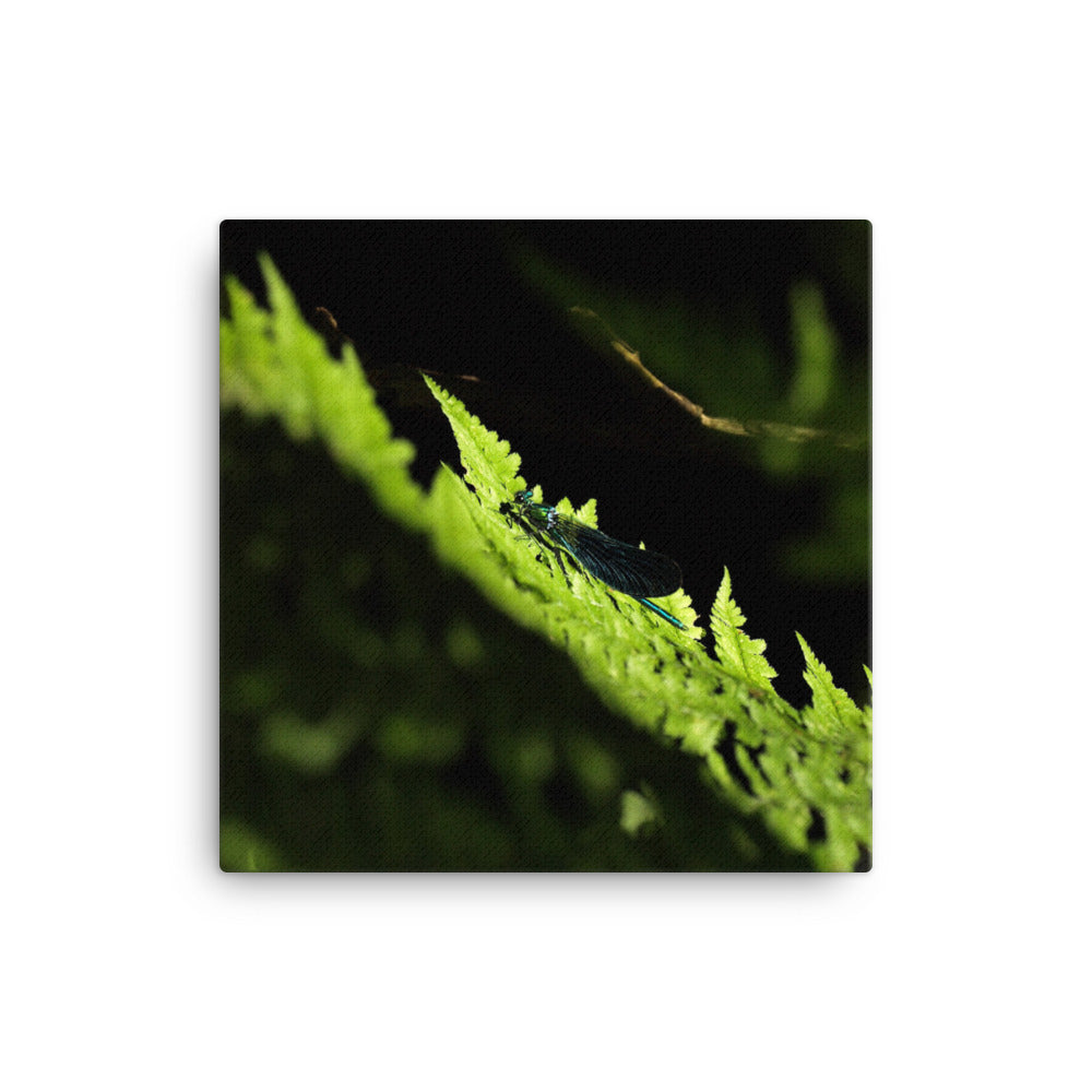 Leinwand - Grüne Libelle Kuratoren von artlia 41x41 cm artlia