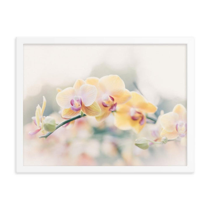 Orchid 01 - Poster im Rahmen artlia Weiß / 18×24 artlia