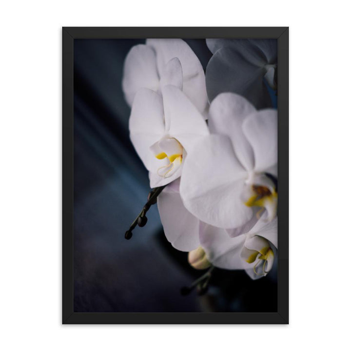 Orchid 02 - Poster im Rahmen Kuratoren von artlia schwarz / 30x41 cm artlia