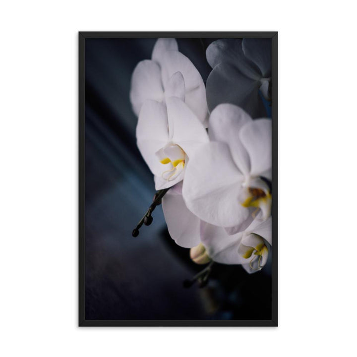 Orchid 02 - Poster im Rahmen Kuratoren von artlia schwarz / 61x91 cm artlia