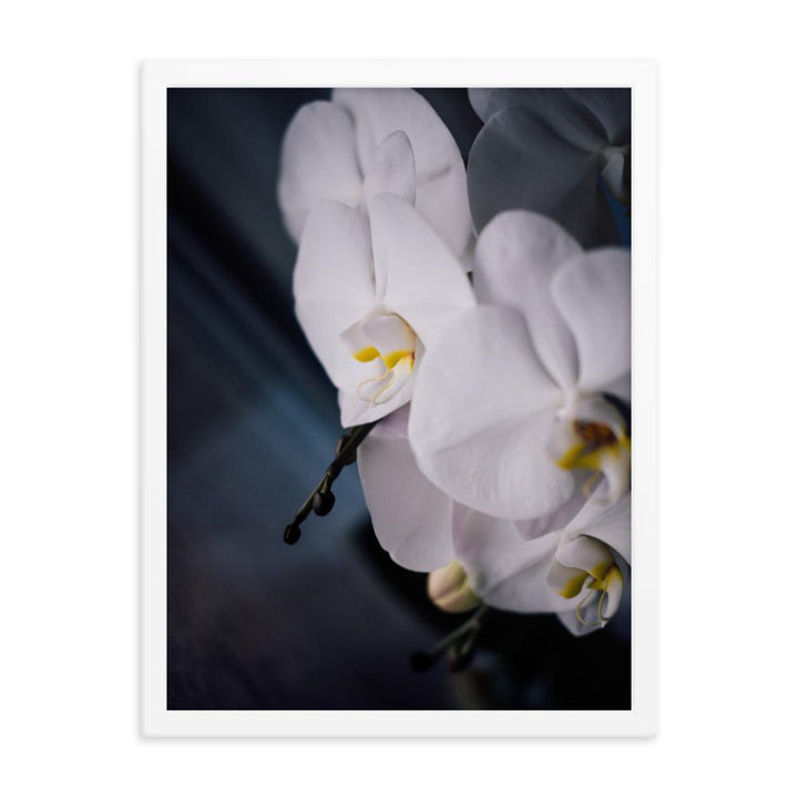Orchid 02 - Poster im Rahmen Kuratoren von artlia weiß / 30x41 cm artlia