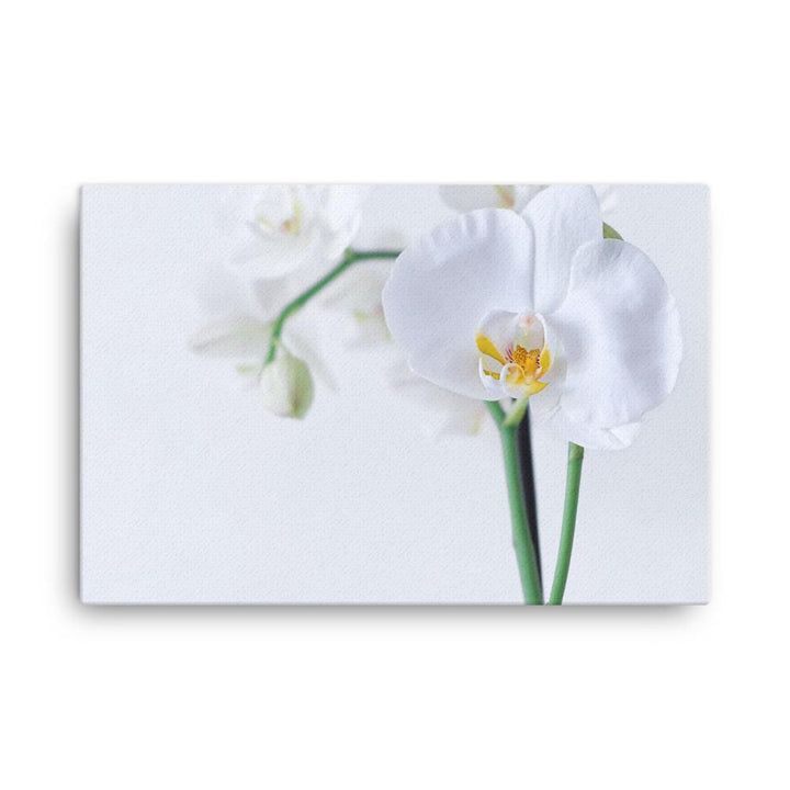 Orchid 03 - Leinwand Kuratoren von artlia 24×36 artlia