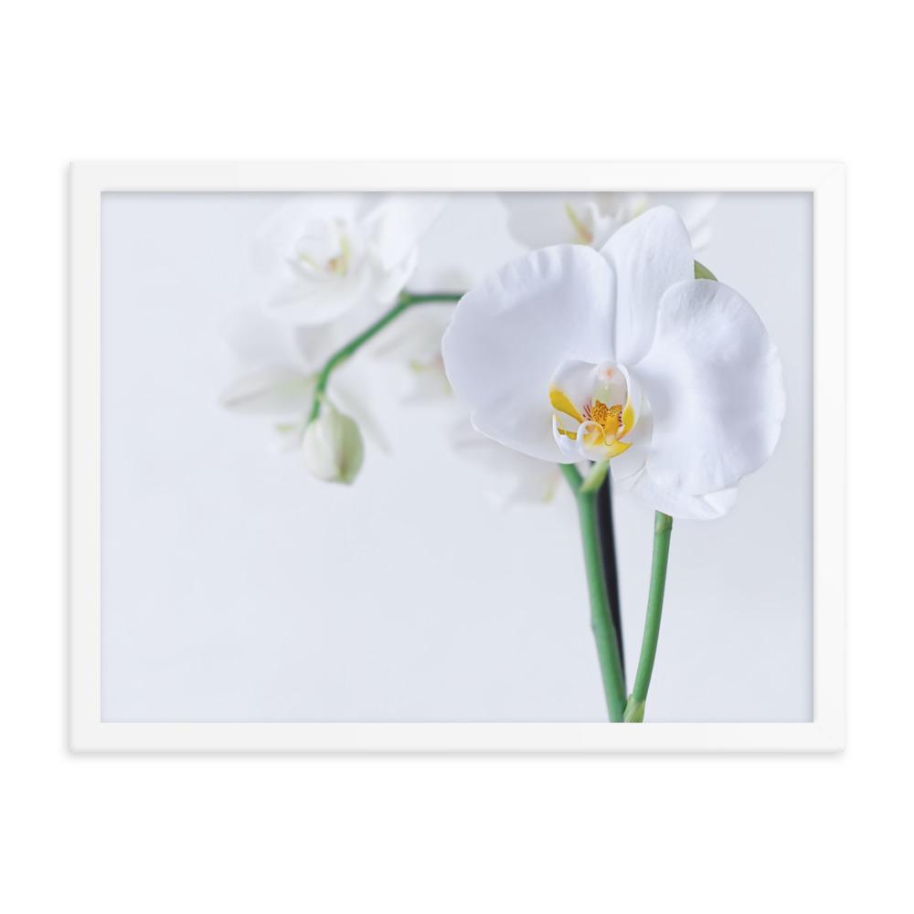 Orchid 03 - Poster im Rahmen Kuratoren von artlia weiß / 30x41 cm artlia