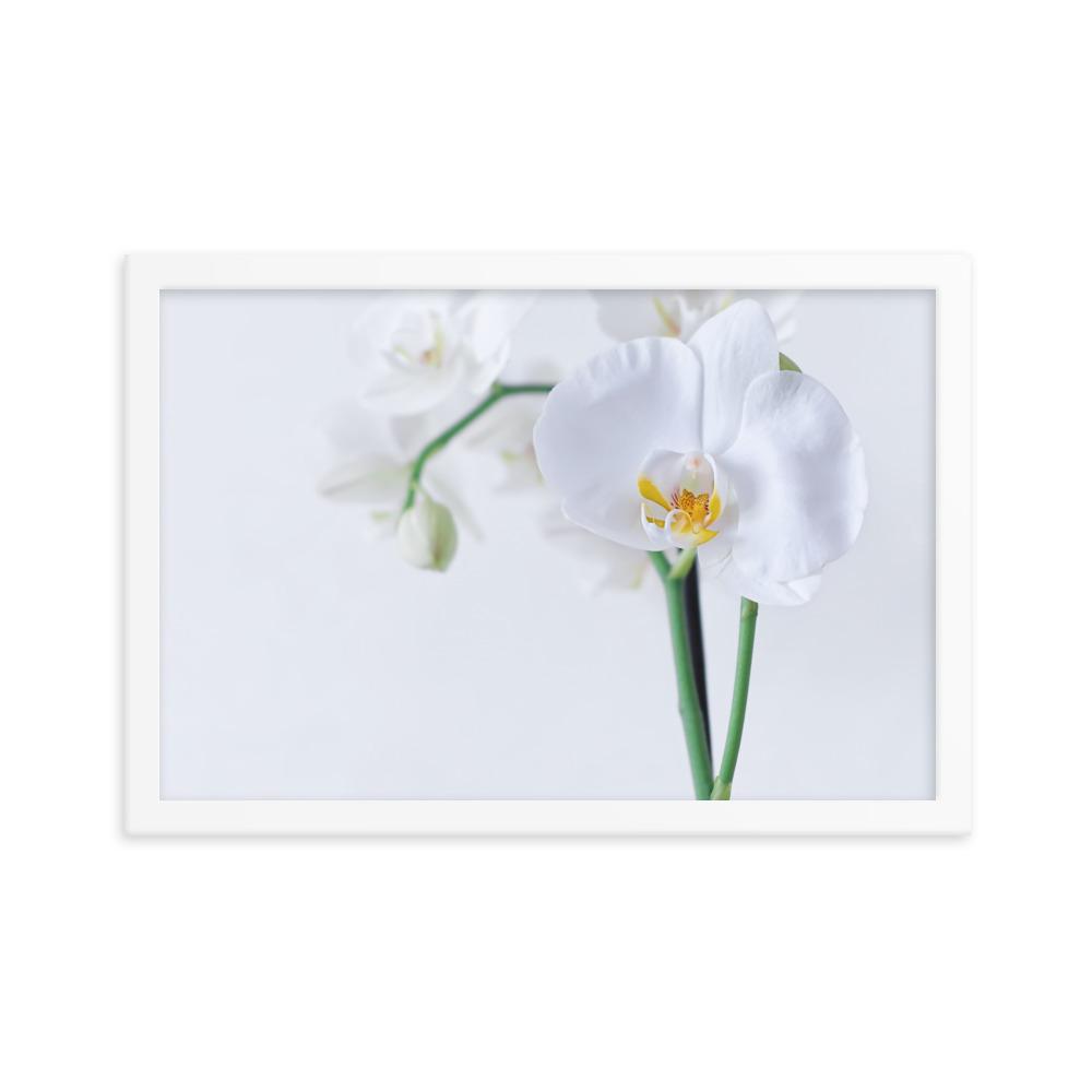 Orchid 03 - Poster im Rahmen Kuratoren von artlia weiß / 30x45 cm artlia