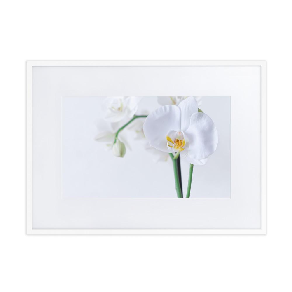 Orchid 03 - Poster im Rahmen mit Passepartout Kuratoren von artlia Weiß / 50×70 cm artlia