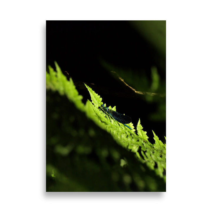 Poster - Grüne Libelle Kuratoren von artlia 21×30 cm artlia