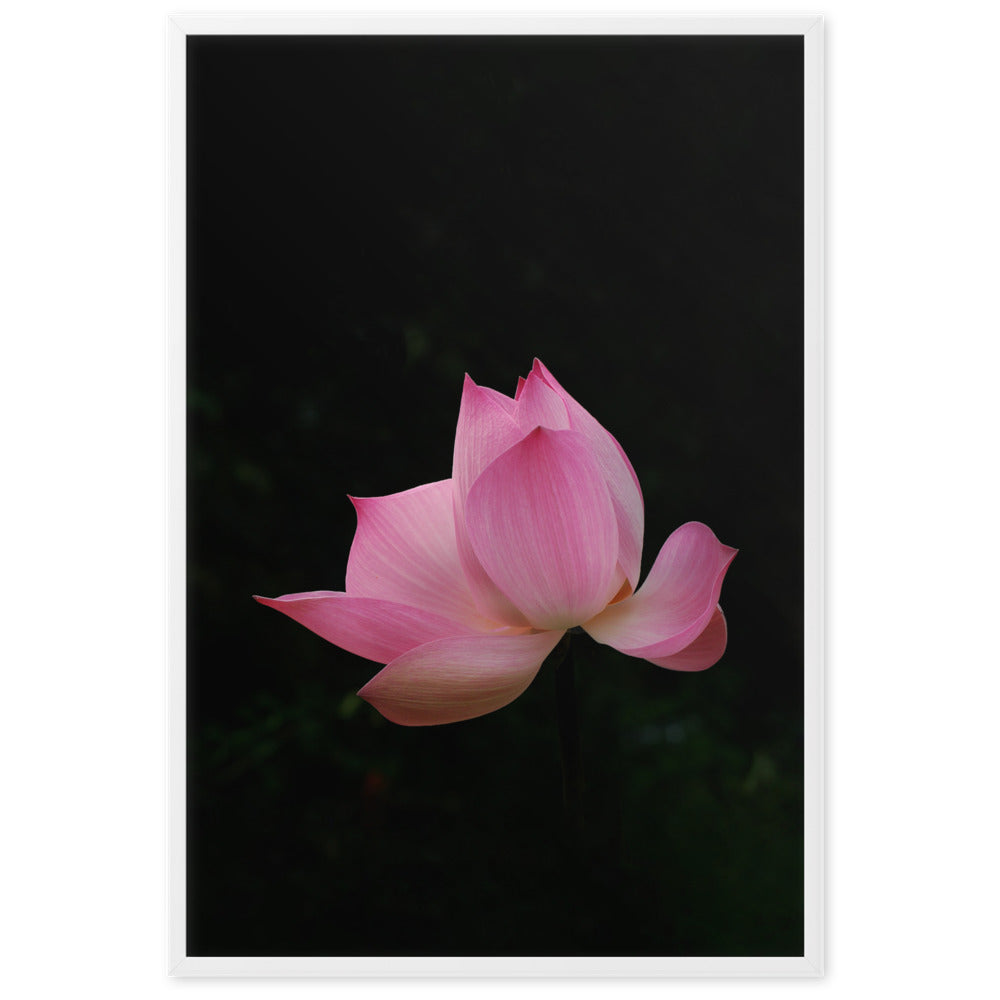 Poster - Lotus Seerose Kuratoren von artlia artlia