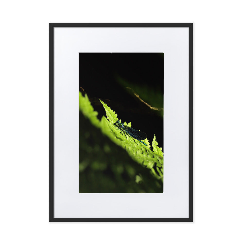 Poster mit Passepartout - Grüne Libelle Kuratoren von artlia Schwarz / 50×70 cm artlia