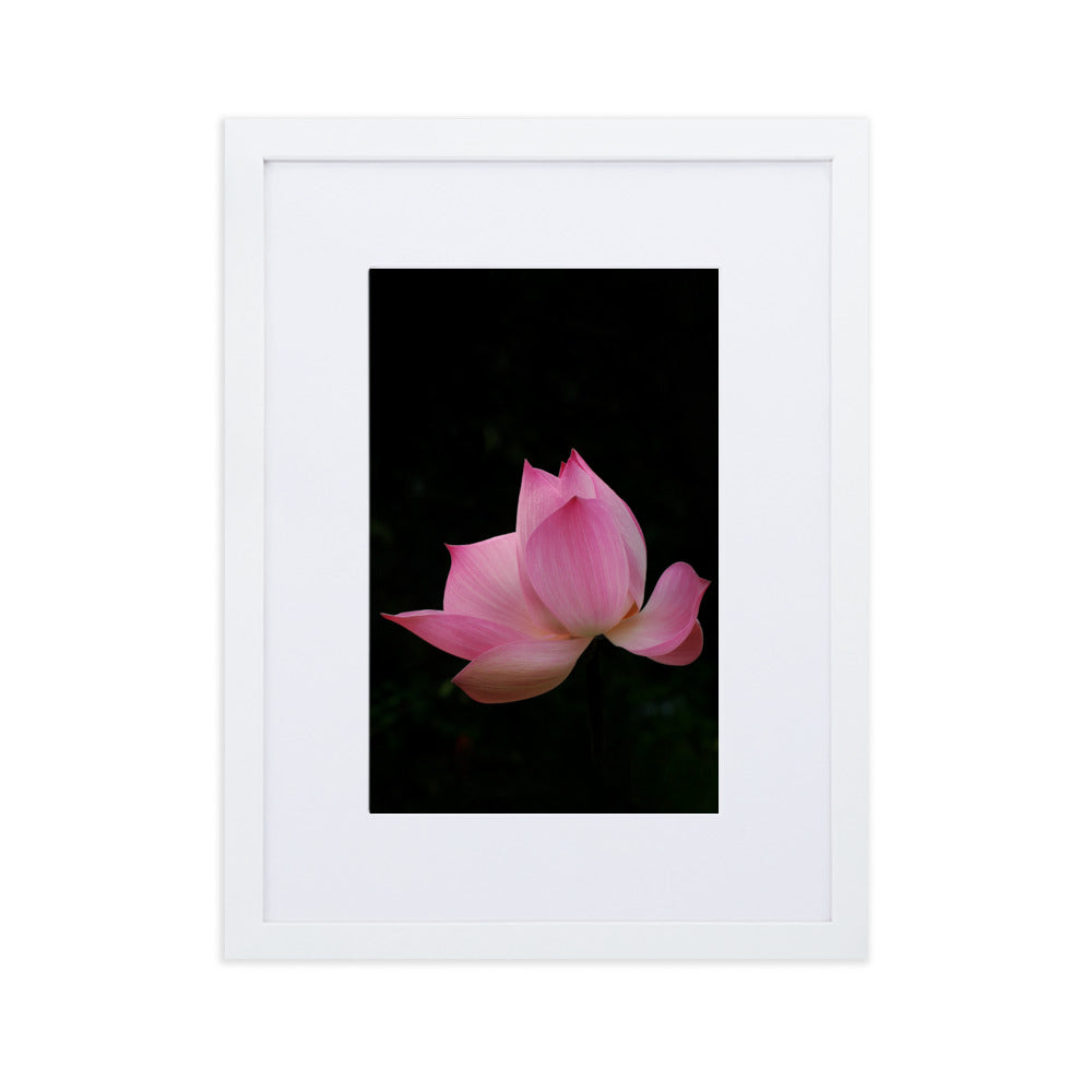 Poster mit Passepartout - Lotus Seerose Kuratoren von artlia Weiß / 30×40 cm artlia