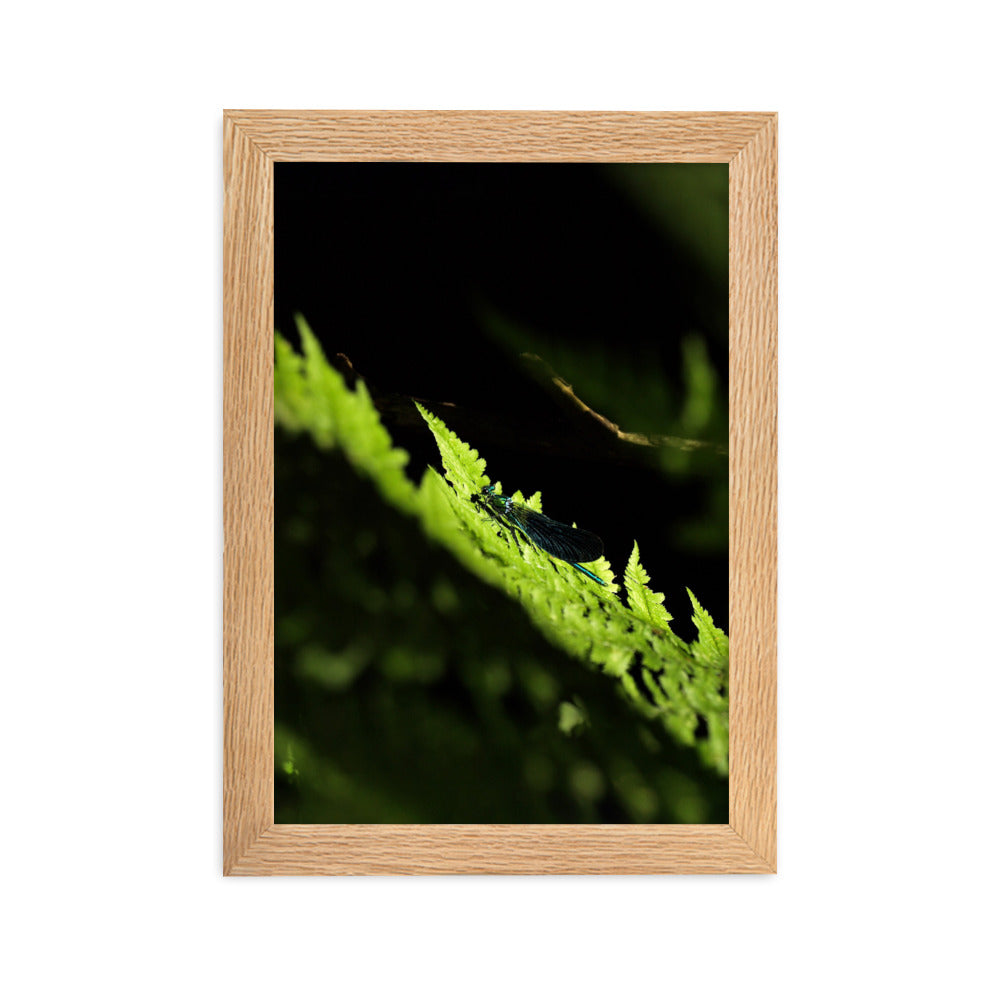 Poster mit Rahmen - Grüne Libelle Kuratoren von artlia Oak / 21×30 cm artlia