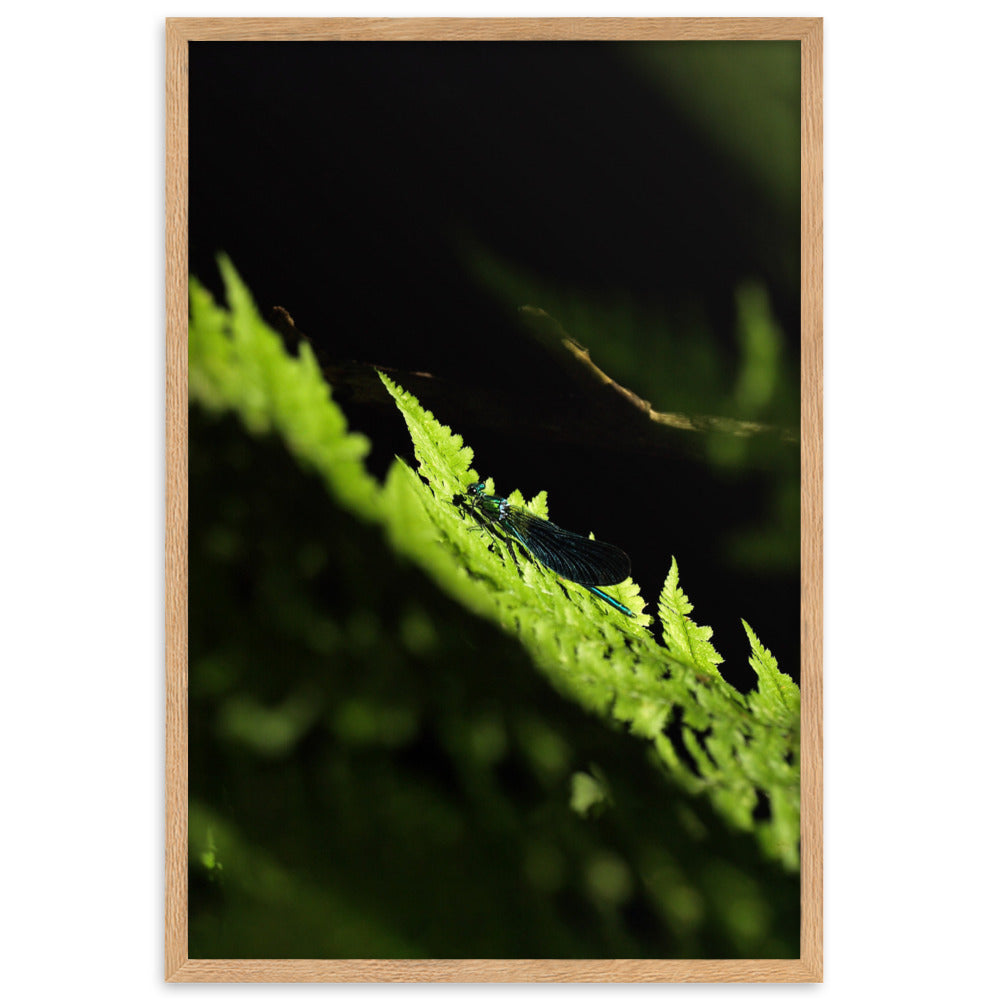 Poster mit Rahmen - Grüne Libelle Kuratoren von artlia Oak / 61×91 cm artlia