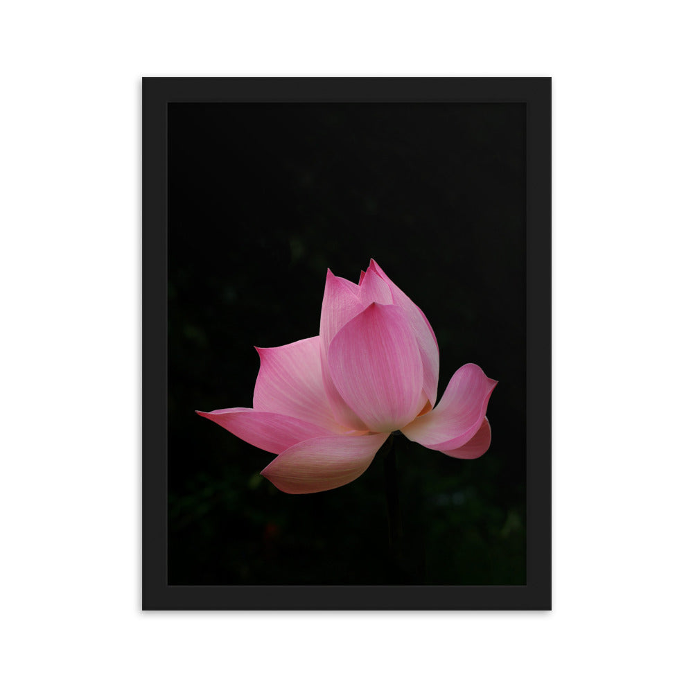 Poster mit Rahmen - Lotus Seerose Kuratoren von artlia Schwarz / 30×40 cm artlia
