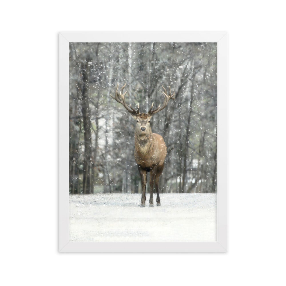 Rotwild im Schnee - Poster im Rahmen artlia Weiß / 30×40 cm artlia