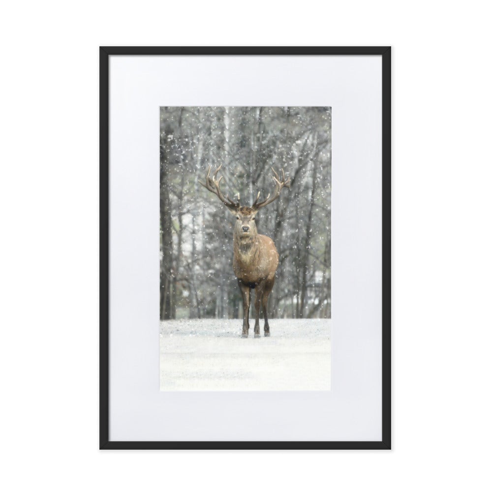 Rotwild im Schnee - Poster im Rahmen mit Passepartout artlia Schwarz / 50×70 cm artlia