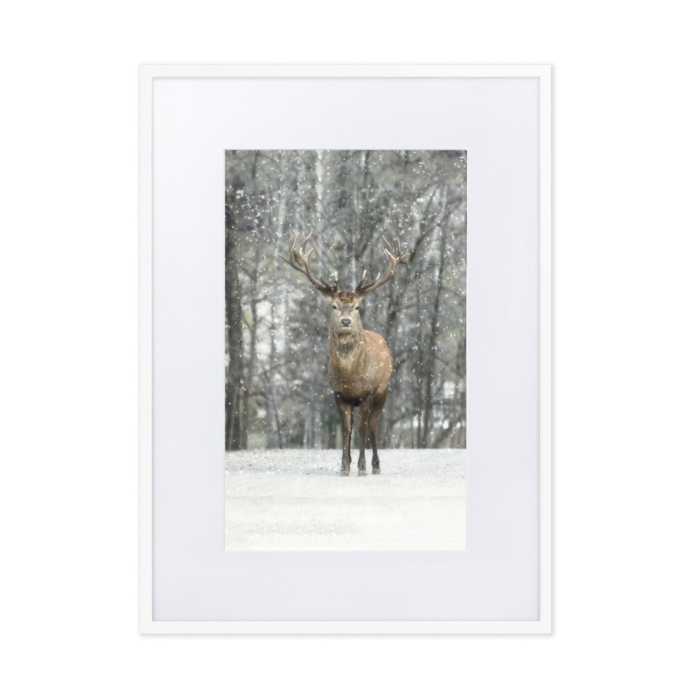 Rotwild im Schnee - Poster im Rahmen mit Passepartout artlia Weiß / 50×70 cm artlia